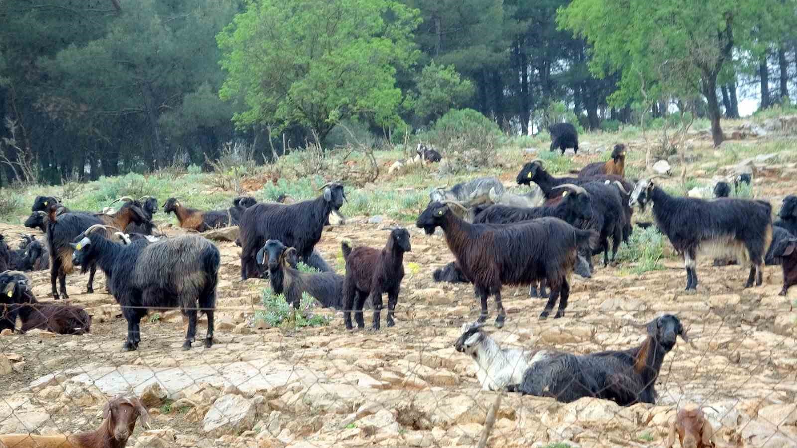 mugla-da-kurbanlik-satisinda-hareketlilik-basladi