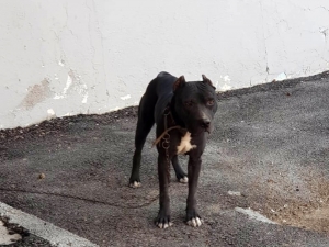 Pitbull Çaldı, 7 Bin 802 Tl Para Cezası Yedi