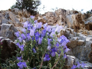 Koruma Altına Alınan Çan Çiçeği İçin Çalıştay Düzenlendi