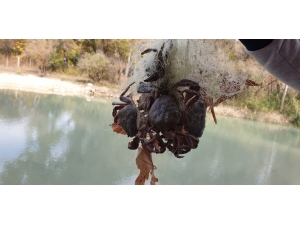 Suda Bırakılan Ağa Takılan Yengeçler, Telef Olmaktan Kurtarıldı