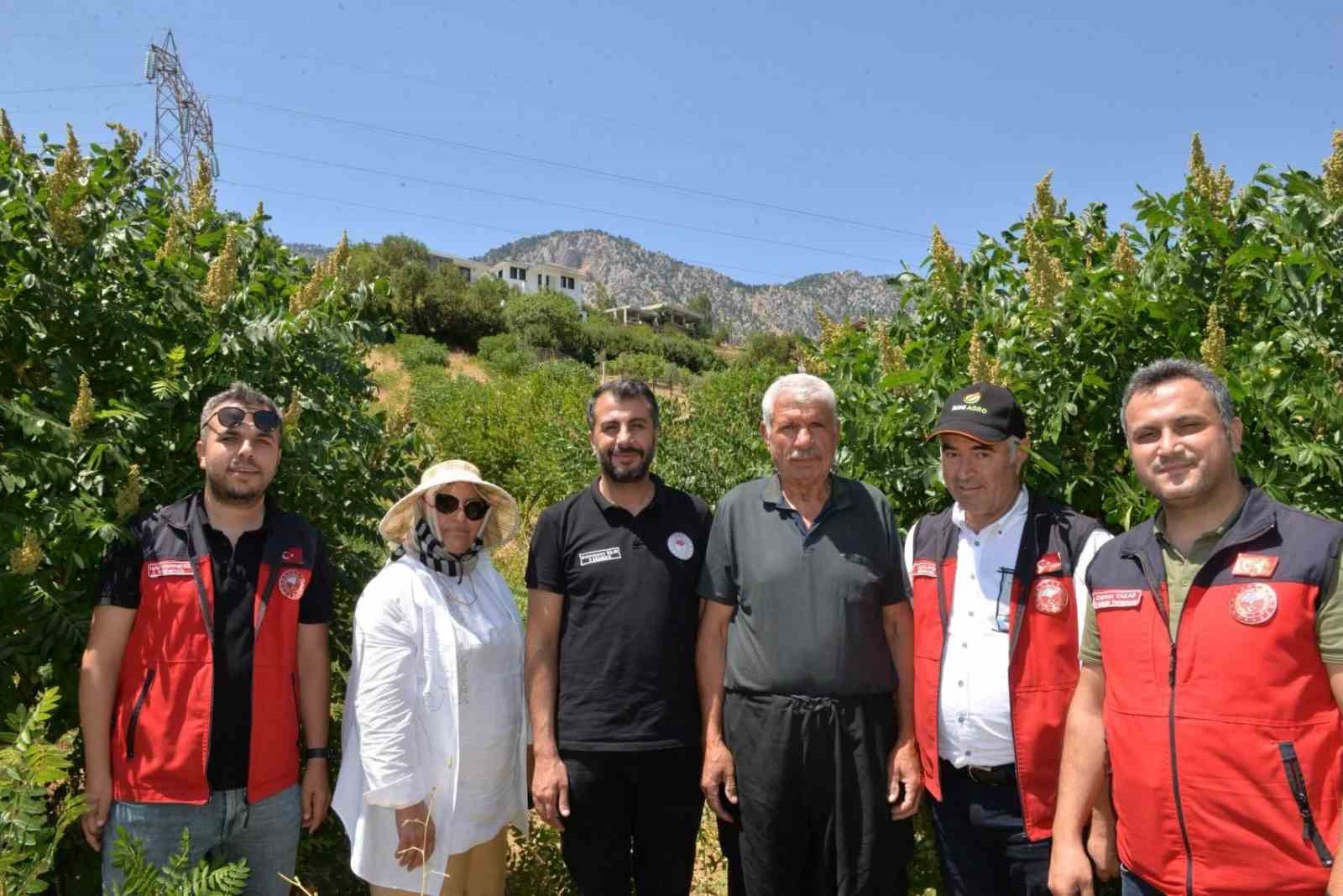 kahramanmaras-ta-22-bin-sumak-fidani-verime-gecti