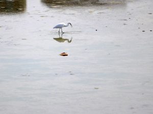 Nehrin Suyu Kesilince Leyleklere Gün Doğdu