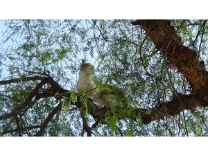 Ağaçta Mahsur Kalan Kediyi İtfaiye Kurtardı