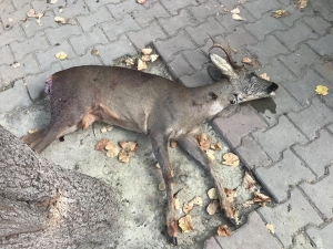 Koruma Altındaki Karacayı Vurdular