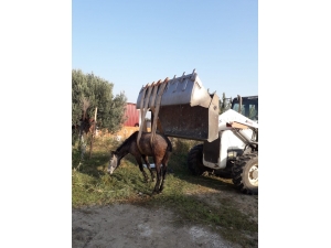 Burhaniye’de Kanala Düşen Atı İtfaiye Kurtardı