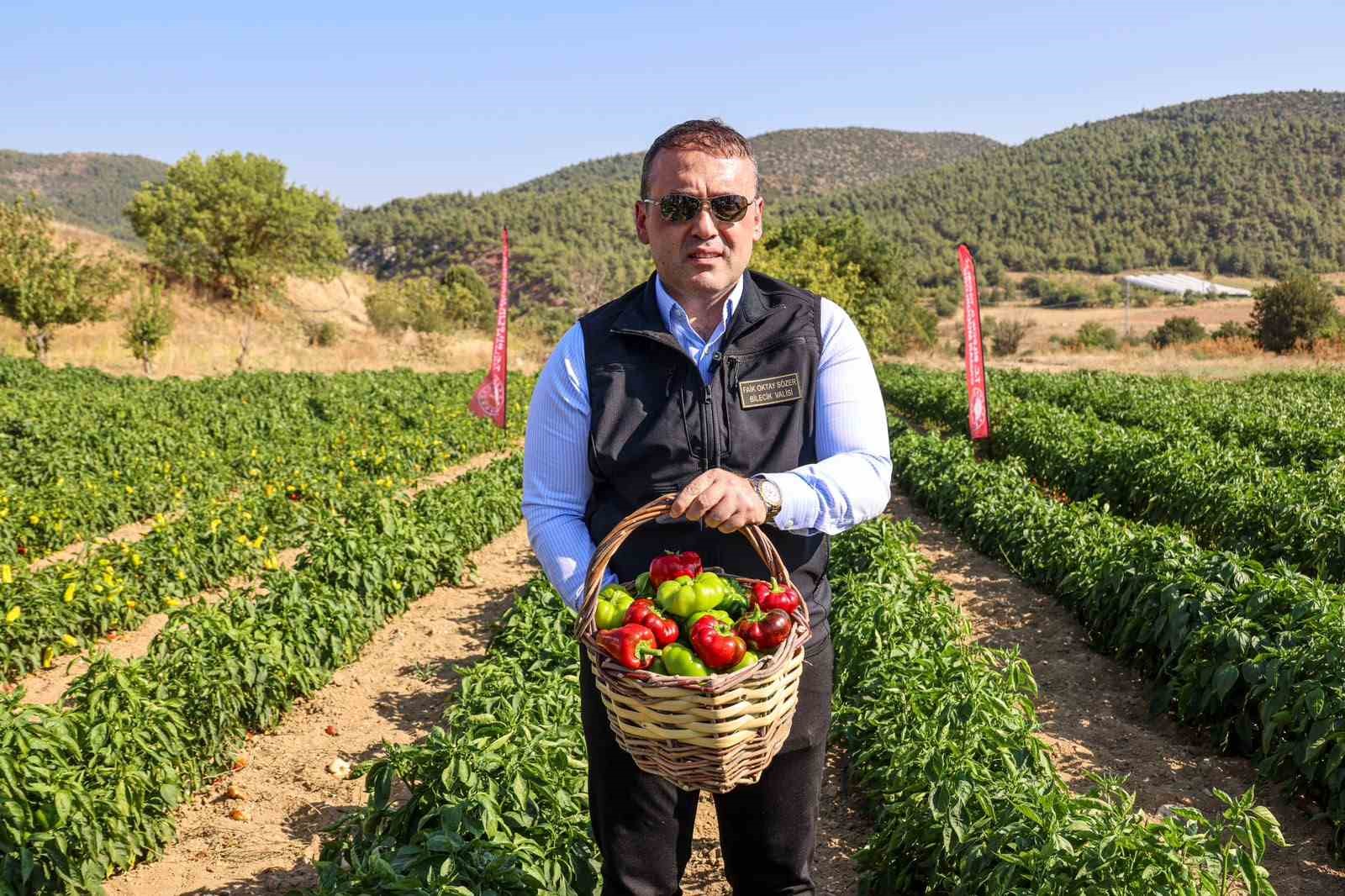 cografi-isaretli-kamber-biberi-nde-hasat-basladi