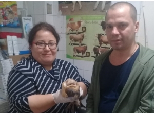 Yaralı Baykuş Tedavi Altında