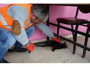 Hasta Kedinin İmdadına Terme Belediyesi Yetişti