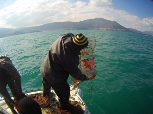 İç Sularda Kerevit Av Yasağı Başlıyor