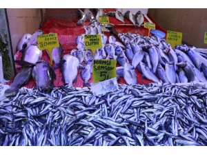 Samsun’da Kilosu 5 Liraya Düşen Hamsi Kapış Kapış