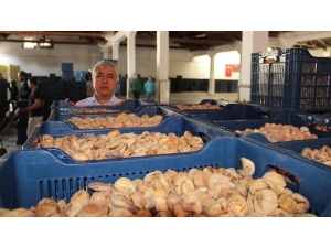 Tmo İlk 15 Günde 1000 Tonunu Üzerinde İncir Alımı Yaptı