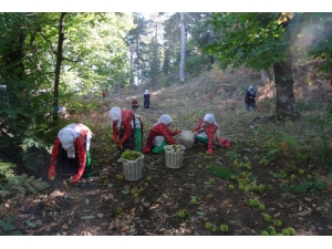 Simav Kestanesi 7 Bin Kişiye Ekmek Kapısı Oldu