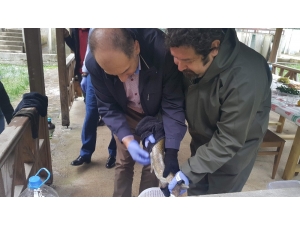 Türkiye’de Son 15 Yılda 18 Milyon 186 Bin 500 Adet Alabalık Yavrusu Derelere Ve Göllere Bırakıldı