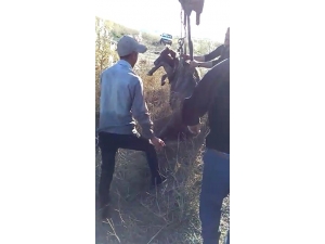 Su Kuyusuna Düşen Düve, 3 Saatlik Operasyonla Kurtarıldı