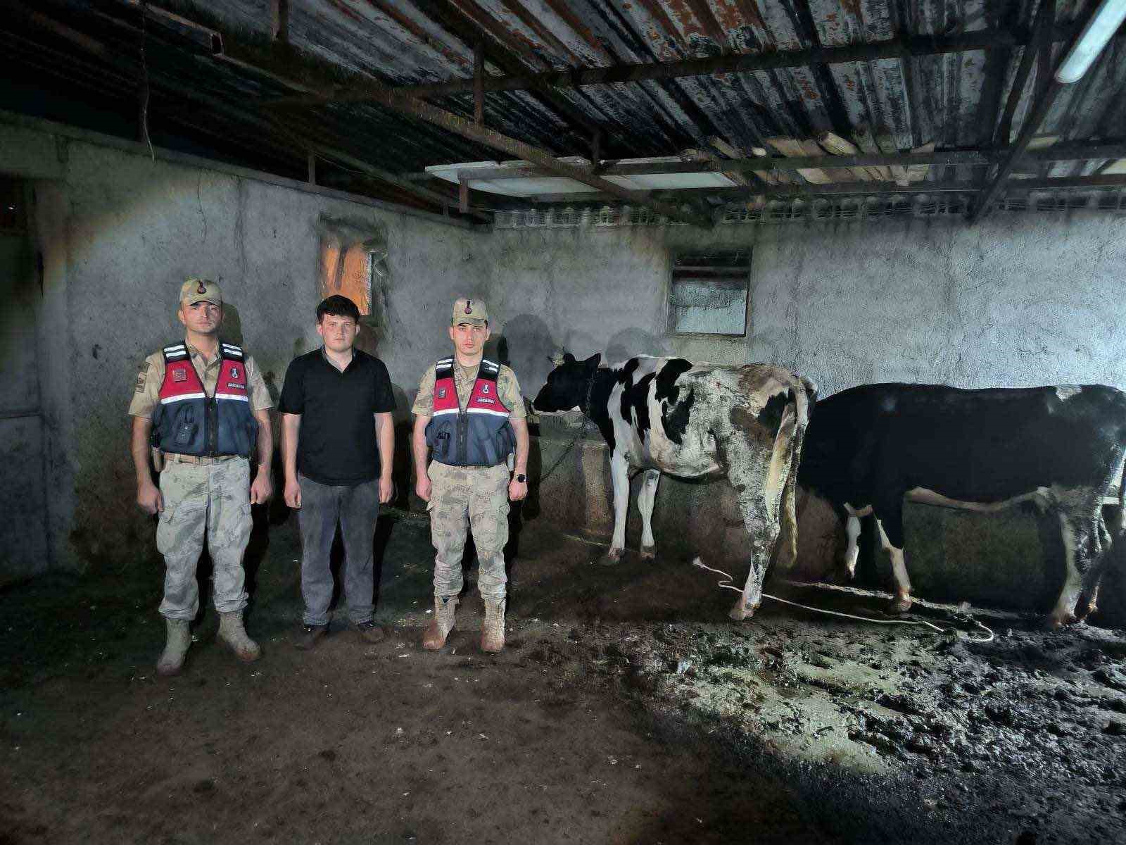 kayip-buyukbas-hayvanlar-jandarma-ekiplerince-bulundu