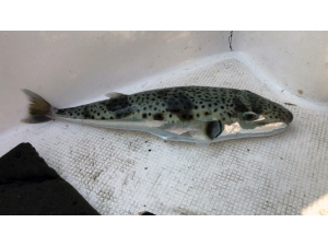 Gökova Körfezi’nde ’Canavar’ Yakalandı