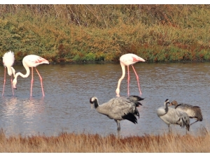 Nesli Tehlikede Olan Turnalar Hersek Lagünü’nde