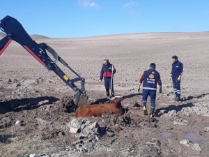 Özalp’ta İnek Kurtarma Operasyonu