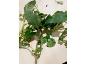 Ispanak Zehirlenmelerine Araya Karışan Otlar Sebep Oldu