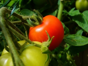 Bitkisel Ürünler İçin Sigorta Zamanı