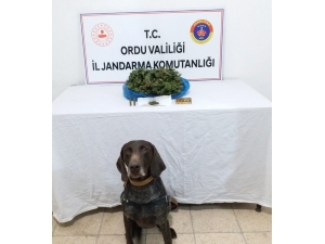 Ordu’da Uyuşturucu Denetimleri Sürüyor