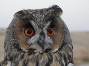Yaralı Halde Bulunan Kulaklı Orman Baykuşu Tedavi Altına Alındı