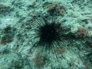 Kızıldeniz’den Gelen Zehirli Deniz Kestanesi Uyarısı