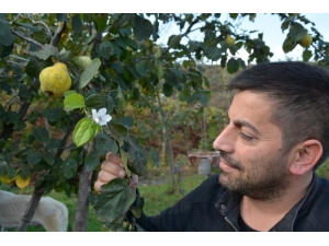 Aynı Dalda Hem Meyve Hem Çiçek