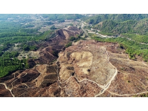 Muğla 200 Bin Fidana Hazır