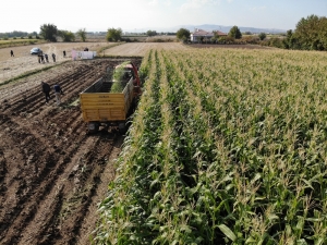 Elazığ’da 16 Bin Dekarda Ekilen İkinci Üründe Bereket
