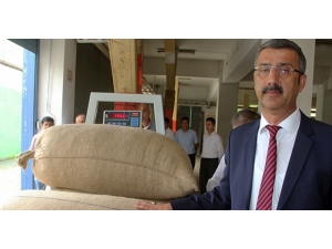 Fiskobirlik Serbest Piyasanın Üzerinde Fındık Alımlarını Sürdürüyor