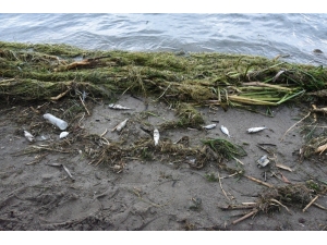 Antalya’da Ölü Balıklar Sahile Vurdu