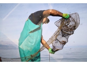 Eğirdir Gölü’nde Ele Geçirilen 150 Kerevit Pinterine El Konuldu