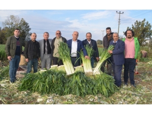 Pırasa Üreticileri Fiyatlardan Memnun Değil