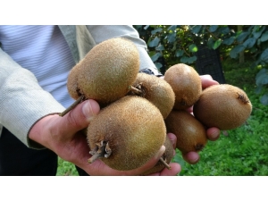 Ordu’da Geleneksel ‘Kivi Hasat Şenliği’