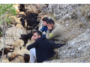 Bitlis’te Uçurumdan Düşen 315 Koyun Telef Oldu