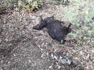 Kurt Saldırısında 7 Küçükbaş Hayvan Telef Oldu