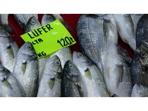 Lüferin Kilogram Fiyatı Bir Haftada 60 Lira Düştü