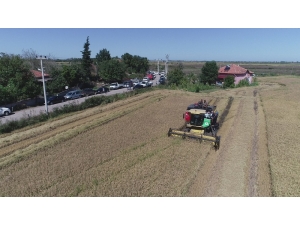 Çeltikte Dane Kaybı Düştü, 2,8 Milyon Tl Kazanç Sağlandı