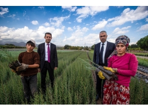 Yüz Binlerce Fidan Büyük Buluşma İçin Hazır