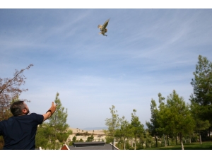 Peçeli Baykuş Özgürlüğüne Uçtu