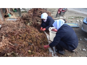 Ortadoğu Ve Arap Ülkelerinin Ağzı ‘Şekercik Kestane’ İle Tatlanıyor