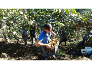Türkiye’nin En Fazla Kivi Üretilen 2. İlinde Hasat Zamanı