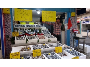 Hamsi 5 Liraya Düştü, Vatandaşlar Balıkçılara Akın Etti
