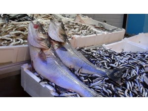 Balıkçıların Ağına 10 Kiloluk Levrek Takıldı