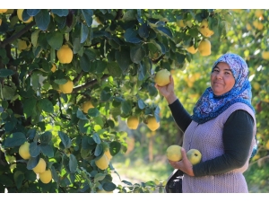 Beyaz Cennet Travertenlerinden Sonra ‘Ayvası’ İle De Dünya Pazarında