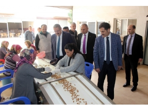 Salihli Ceviz Ve Badem Diyarı Olma Yolunda İlerliyor