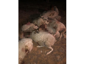 Isparta’da Kurtların Saldırdığı 20 Küçükbaş Hayvan Telef Oldu