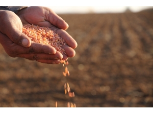 Mezopotamya’nın Bereketli Topraklarında Buğday Ekim Mesaisi