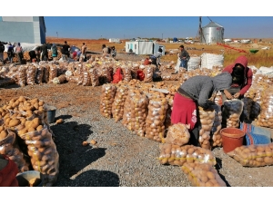 Ahlat’ta 200 Bin Ton Patates Üretimi